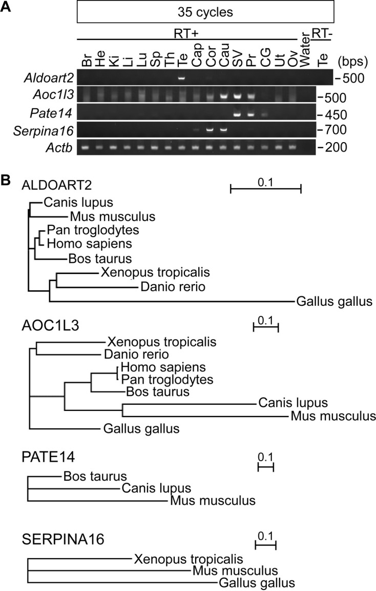 The testis-, epididymis-, or seminal vesicle-enriched genes Aldoart2, Serpina16, Aoc1l3, and Pate14 are not essential for male fertility in mice.