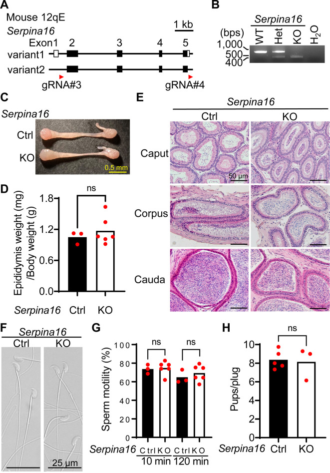 The testis-, epididymis-, or seminal vesicle-enriched genes Aldoart2, Serpina16, Aoc1l3, and Pate14 are not essential for male fertility in mice.