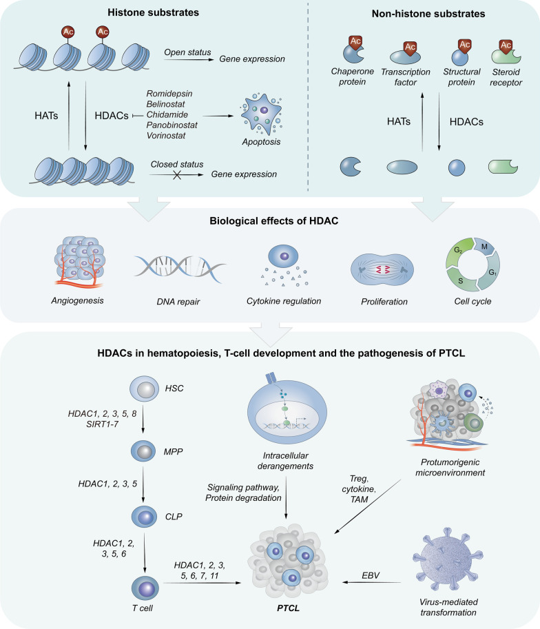 Update on histone deacetylase inhibitors in peripheral T-cell lymphoma (PTCL).