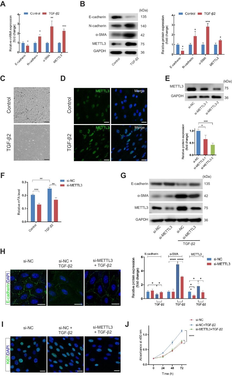 METTL3-mediated m6A modification of HMGA2 mRNA promotes subretinal fibrosis and epithelial-mesenchymal transition.