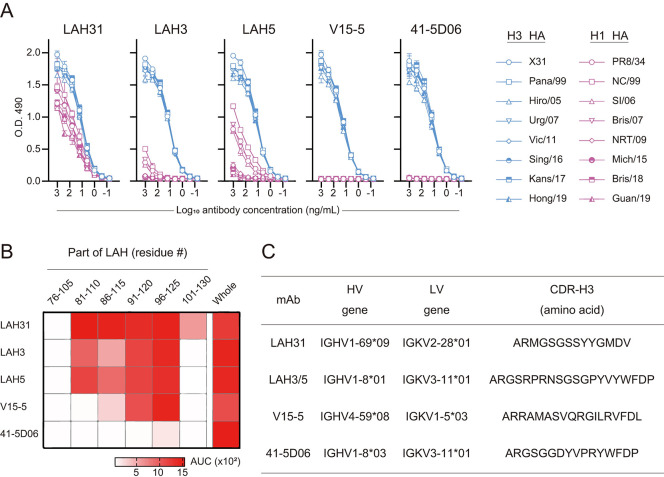 Structural basis for cross-group recognition of an influenza virus hemagglutinin antibody that targets postfusion stabilized epitope.