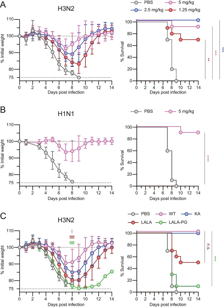 Structural basis for cross-group recognition of an influenza virus hemagglutinin antibody that targets postfusion stabilized epitope.