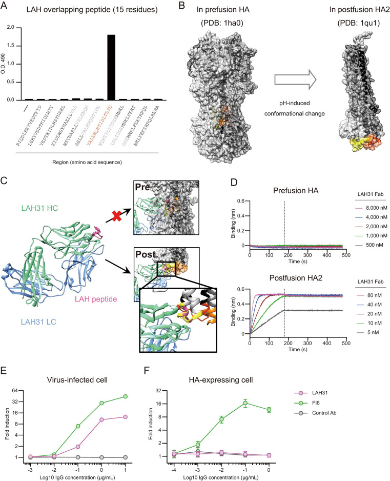 Structural basis for cross-group recognition of an influenza virus hemagglutinin antibody that targets postfusion stabilized epitope.