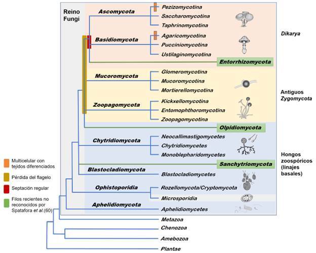 Fungal taxonomy: A puzzle with many missing pieces