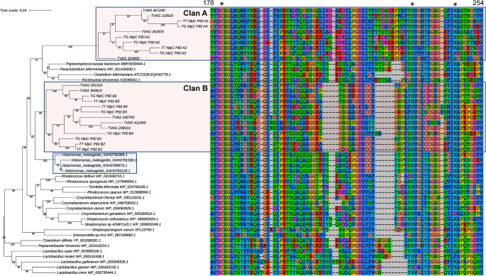 NlpC/P60 peptidoglycan hydrolases of Trichomonas vaginalis have complementary activities that empower the protozoan to control host-protective lactobacilli.