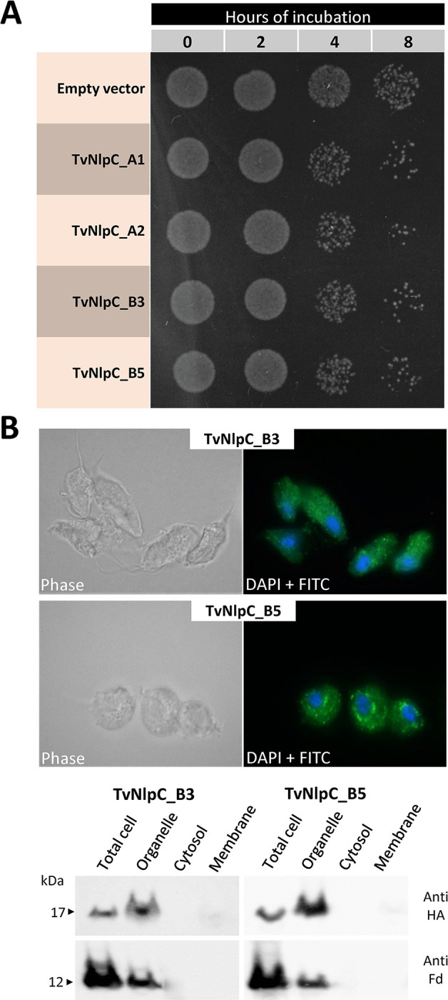 NlpC/P60 peptidoglycan hydrolases of Trichomonas vaginalis have complementary activities that empower the protozoan to control host-protective lactobacilli.