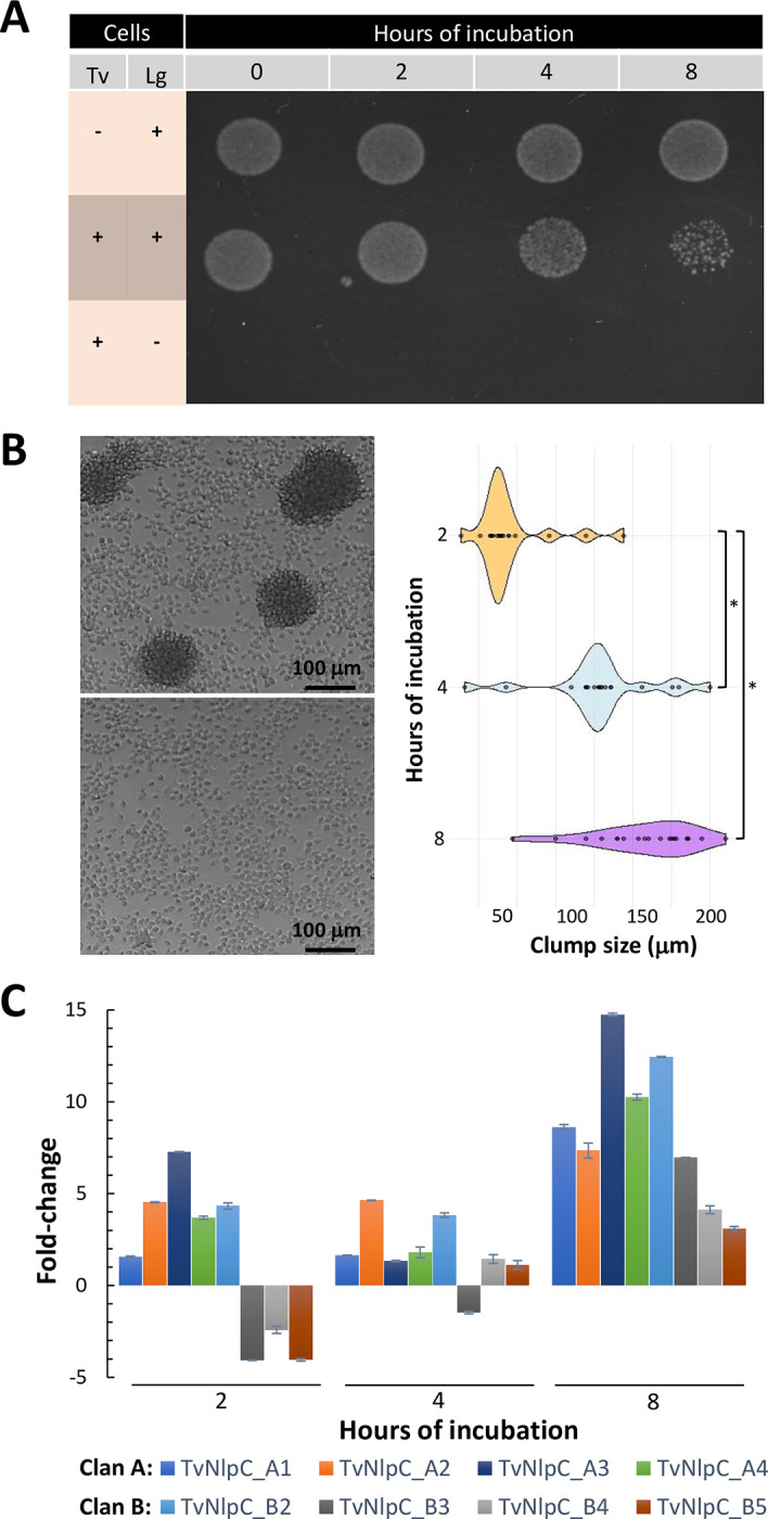 NlpC/P60 peptidoglycan hydrolases of Trichomonas vaginalis have complementary activities that empower the protozoan to control host-protective lactobacilli.