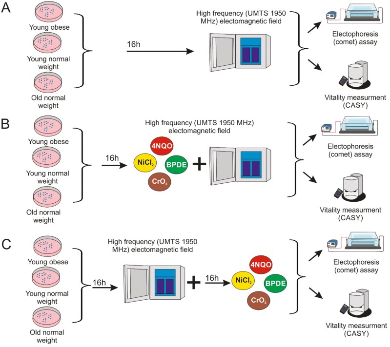 Impact of mobile phone-specific electromagnetic fields on DNA damage caused by occupationally relevant exposures: results of ex vivo experiments with peripheral blood mononuclear cells from different demographic groups.