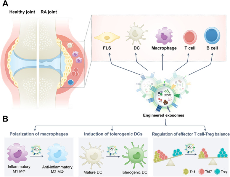 Disease-microenvironment modulation by bare- or engineered-exosome for rheumatoid arthritis treatment.