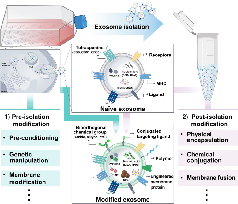 Disease-microenvironment modulation by bare- or engineered-exosome for rheumatoid arthritis treatment.