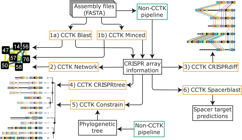 CRISPR Comparison Toolkit: Rapid Identification, Visualization, and Analysis of CRISPR Array Diversity.