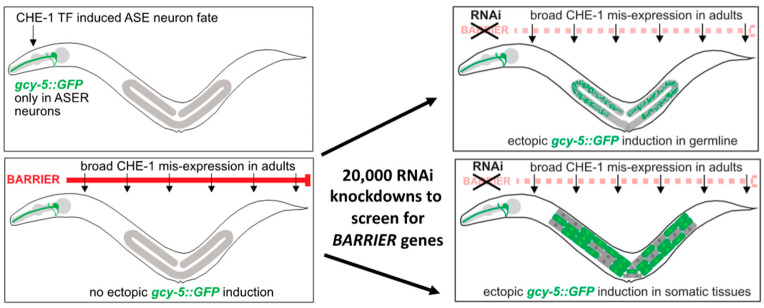 Identifying Molecular Roadblocks for Transcription Factor-Induced Cellular Reprogramming In Vivo by Using <i>C. elegans</i> as a Model Organism.