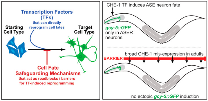 Identifying Molecular Roadblocks for Transcription Factor-Induced Cellular Reprogramming In Vivo by Using <i>C. elegans</i> as a Model Organism.