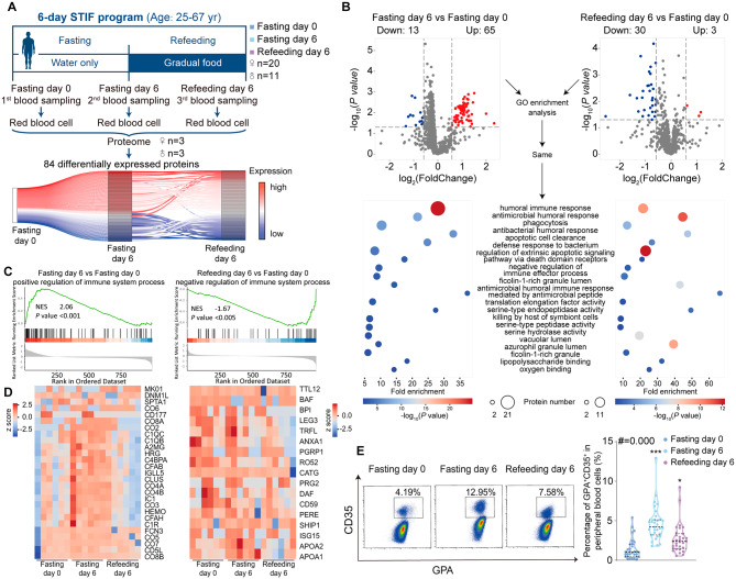 Short-term intensive fasting enhances the immune function of red blood cells in humans.