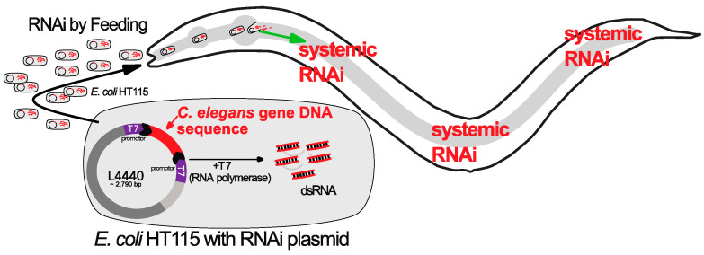 Identifying Molecular Roadblocks for Transcription Factor-Induced Cellular Reprogramming In Vivo by Using <i>C. elegans</i> as a Model Organism.