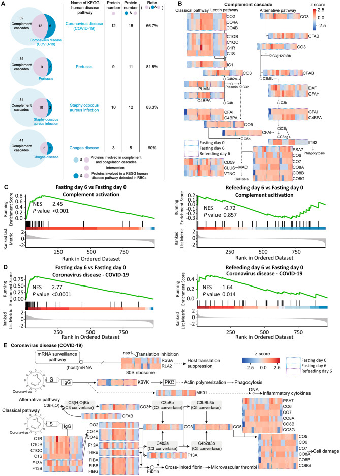 Short-term intensive fasting enhances the immune function of red blood cells in humans.