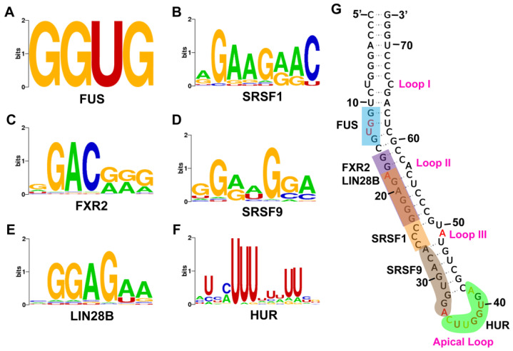 Structural Modifications and Novel Protein-Binding Sites in Pre-miR-675-Explaining Its Regulatory Mechanism in Carcinogenesis.