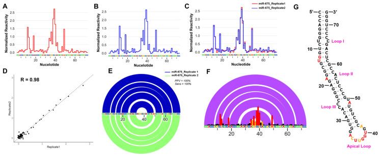 Structural Modifications and Novel Protein-Binding Sites in Pre-miR-675-Explaining Its Regulatory Mechanism in Carcinogenesis.