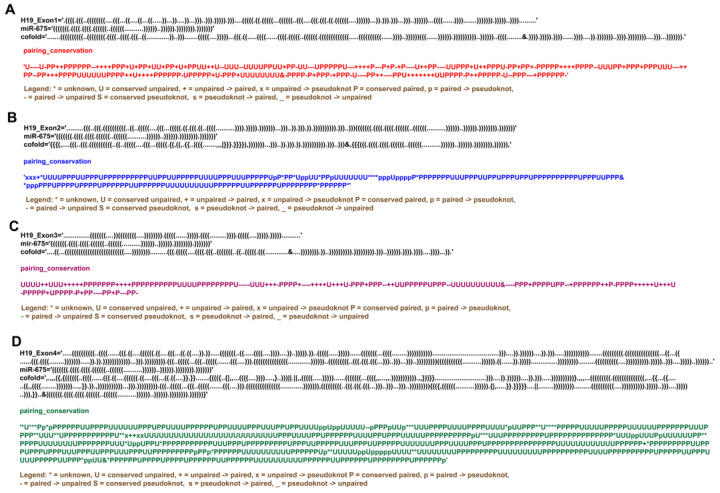 Structural Modifications and Novel Protein-Binding Sites in Pre-miR-675-Explaining Its Regulatory Mechanism in Carcinogenesis.