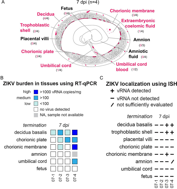 Vertical transmission of African-lineage Zika virus through the fetal membranes in a rhesus macaque (Macaca mulatta) model.