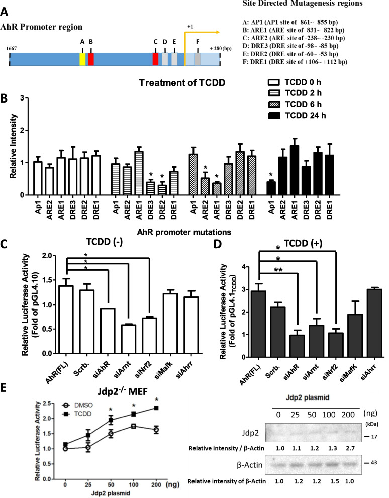 Jdp2 is a spatiotemporal transcriptional activator of the AhR via the Nrf2 gene battery.