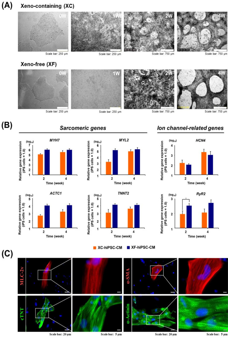 Effect of Xenogeneic Substances on the Glycan Profiles and Electrophysiological Properties of Human Induced Pluripotent Stem Cell-Derived Cardiomyocytes.