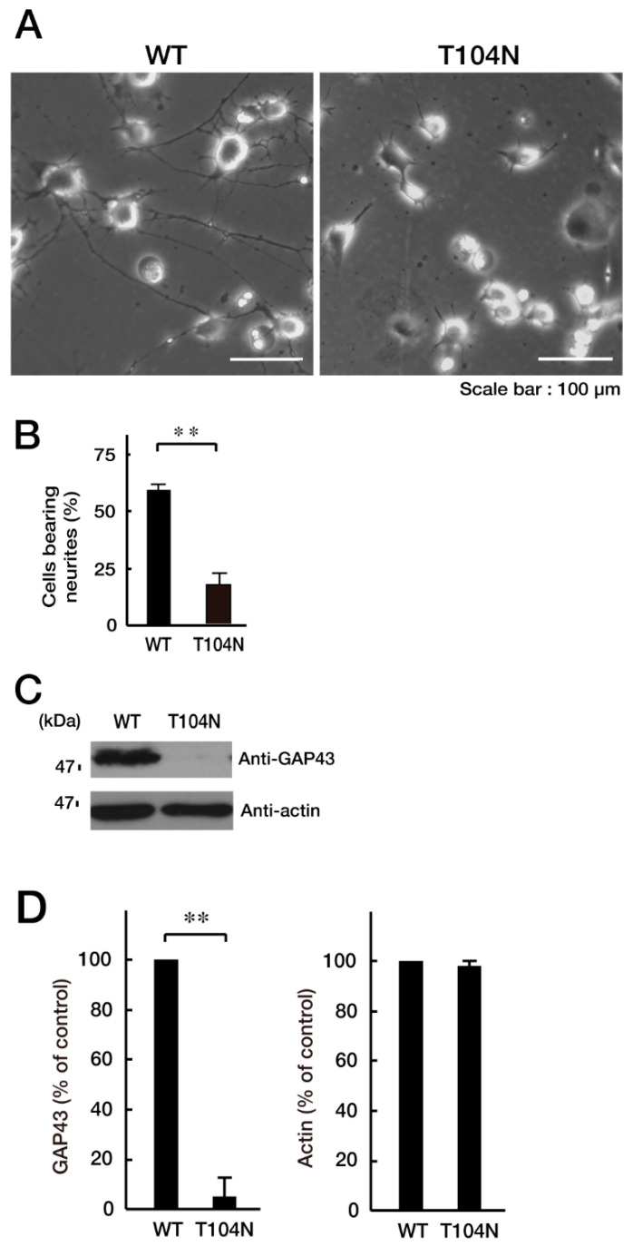 FTD/ALS Type 7-Associated Thr104Asn Mutation of CHMP2B Blunts Neuronal Process Elongation, and Is Recovered by Knockdown of Arf4, the Golgi Stress Regulator.