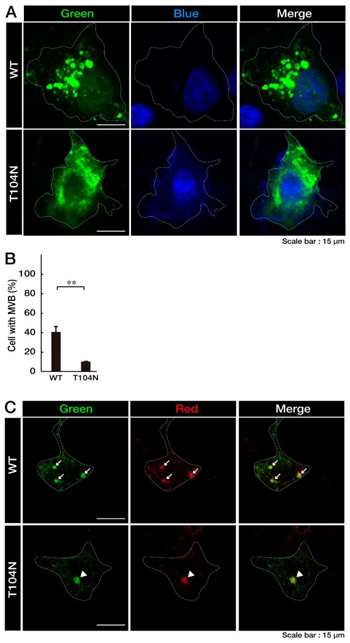 FTD/ALS Type 7-Associated Thr104Asn Mutation of CHMP2B Blunts Neuronal Process Elongation, and Is Recovered by Knockdown of Arf4, the Golgi Stress Regulator.