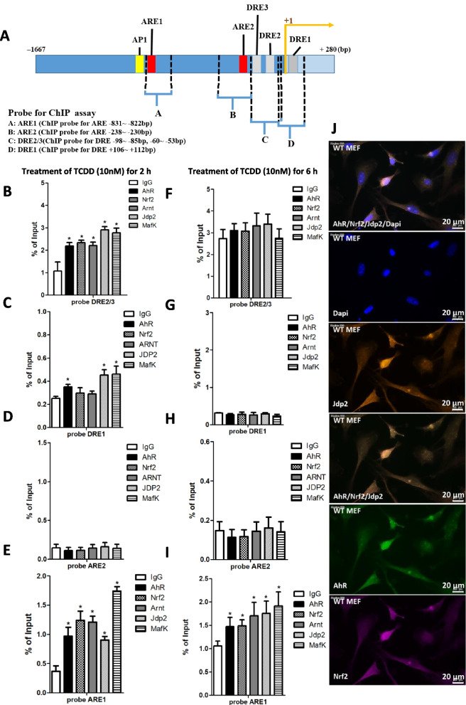 Jdp2 is a spatiotemporal transcriptional activator of the AhR via the Nrf2 gene battery.