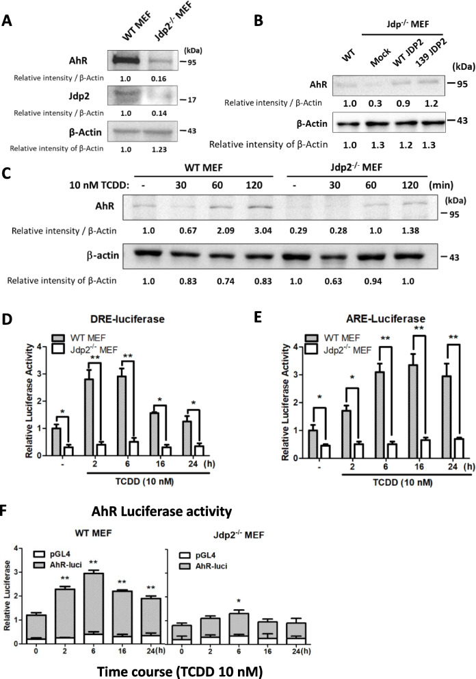 Jdp2 is a spatiotemporal transcriptional activator of the AhR via the Nrf2 gene battery.