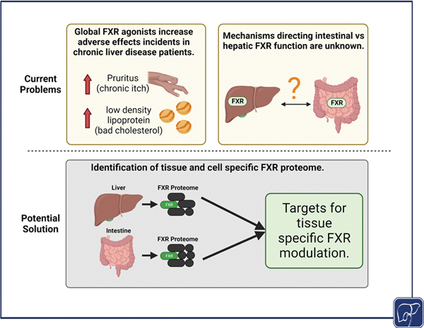 FXR Friend-ChIPs in the Enterohepatic System.