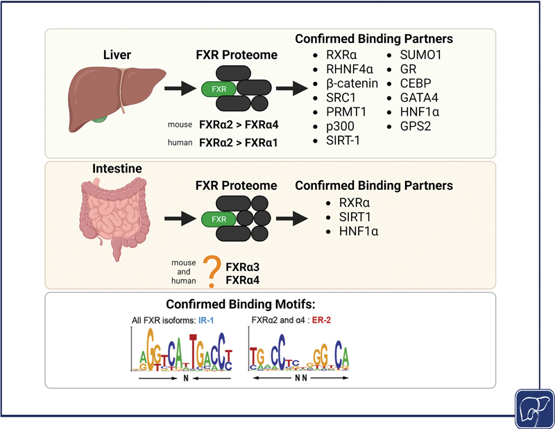 FXR Friend-ChIPs in the Enterohepatic System.