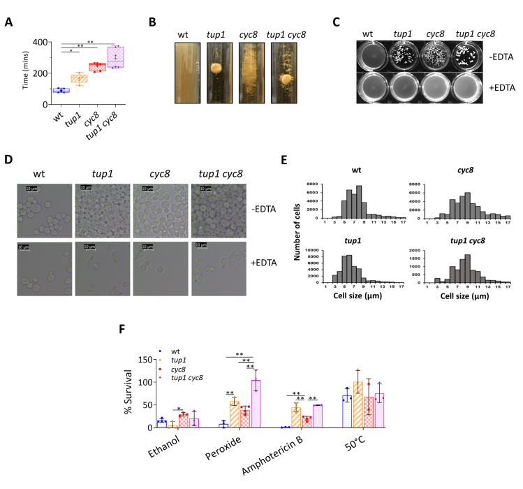 Systematic analysis of tup1 and cyc8 mutants reveals distinct roles for TUP1 and CYC8 and offers new insight into the regulation of gene transcription by the yeast Tup1-Cyc8 complex.