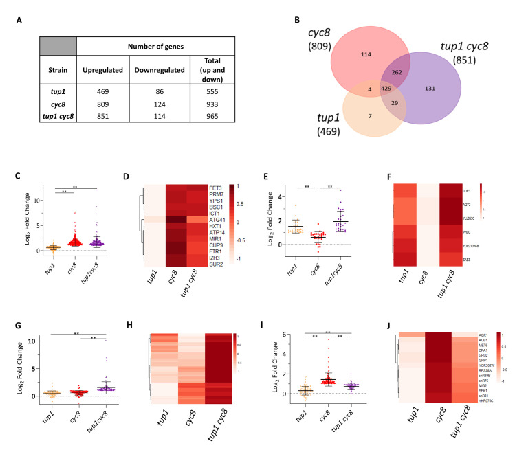 Systematic analysis of tup1 and cyc8 mutants reveals distinct roles for TUP1 and CYC8 and offers new insight into the regulation of gene transcription by the yeast Tup1-Cyc8 complex.