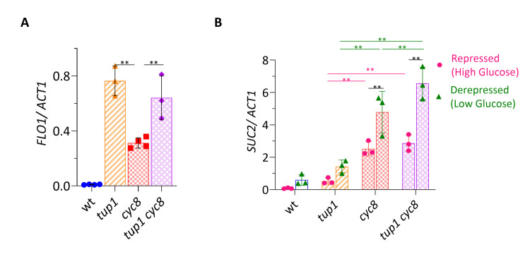 Systematic analysis of tup1 and cyc8 mutants reveals distinct roles for TUP1 and CYC8 and offers new insight into the regulation of gene transcription by the yeast Tup1-Cyc8 complex.