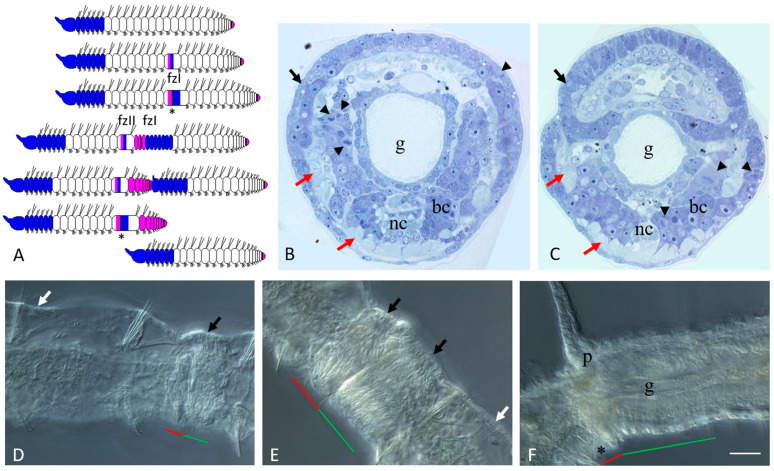 <i>Vasa</i>, <i>Piwi</i>, and <i>Pl10</i> Expression during Sexual Maturation and Asexual Reproduction in the Annelid <i>Pristina longiseta</i>.