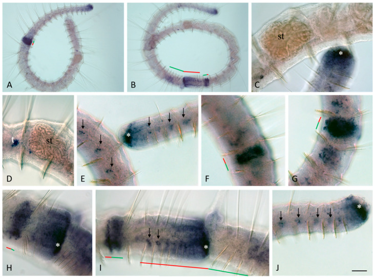 <i>Vasa</i>, <i>Piwi</i>, and <i>Pl10</i> Expression during Sexual Maturation and Asexual Reproduction in the Annelid <i>Pristina longiseta</i>.