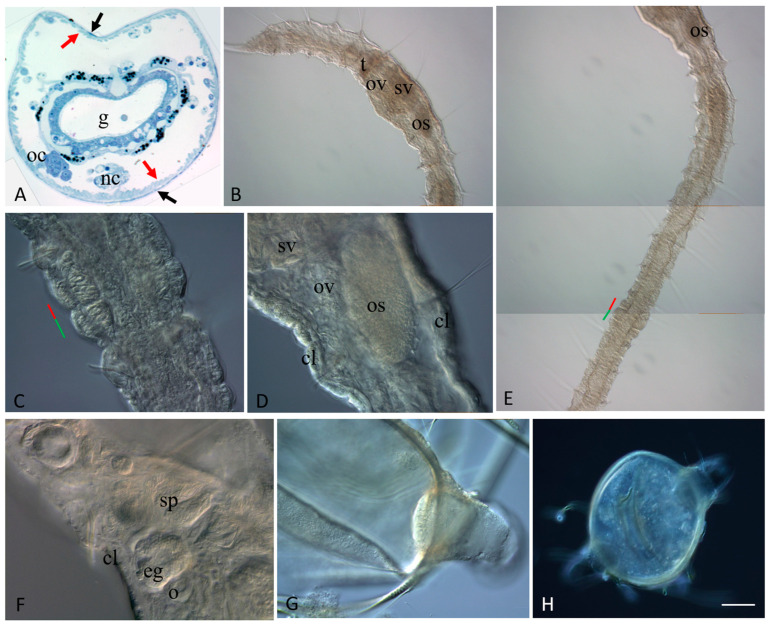 <i>Vasa</i>, <i>Piwi</i>, and <i>Pl10</i> Expression during Sexual Maturation and Asexual Reproduction in the Annelid <i>Pristina longiseta</i>.