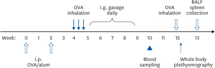 Effects of coffee intake on airway hypersensitivity and immunomodulation: an <i>in vivo</i> murine study.