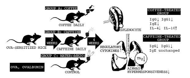 Effects of coffee intake on airway hypersensitivity and immunomodulation: an <i>in vivo</i> murine study.