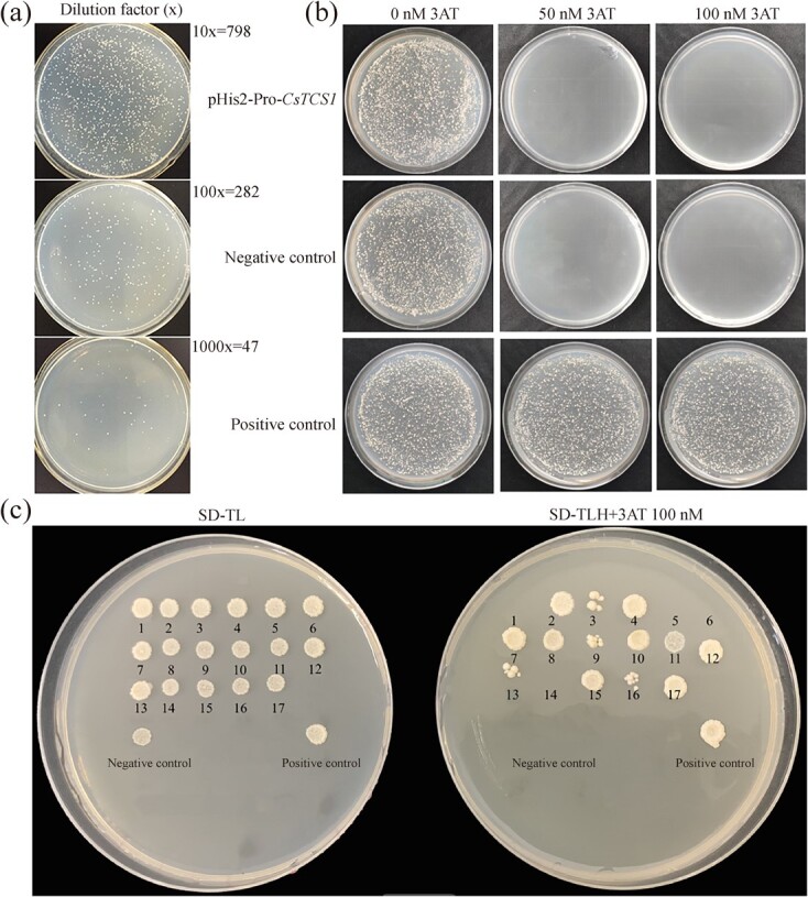 The transcription factor CsS40 negatively regulates <i>TCS1</i> expression and caffeine biosynthesis in connection to leaf senescence in <i>Camellia sinensis</i>.