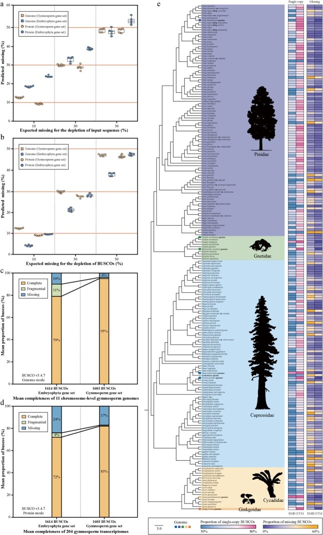 Benchmarking gene set of gymnosperms for assessing genome and annotation completeness in BUSCO.