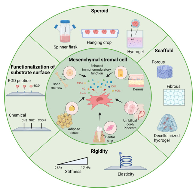 Applications of Bioinspired Platforms for Enhancing Immunomodulatory Function of Mesenchymal Stromal Cells.