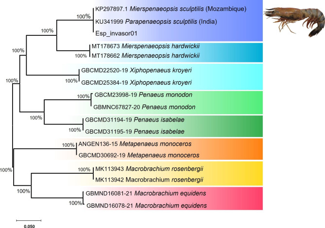 First record of rainbow shrimp, exotic species Mierspenaeopsis sculptilis (Heller, 1862), in the Brazilian coastal amazon, validated by DNA barcode.