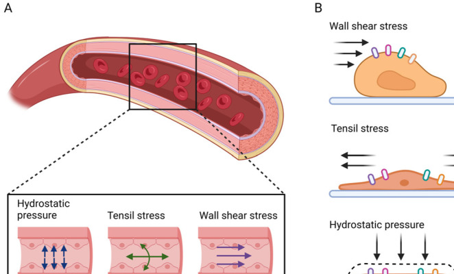 Applications of Bioinspired Platforms for Enhancing Immunomodulatory Function of Mesenchymal Stromal Cells.