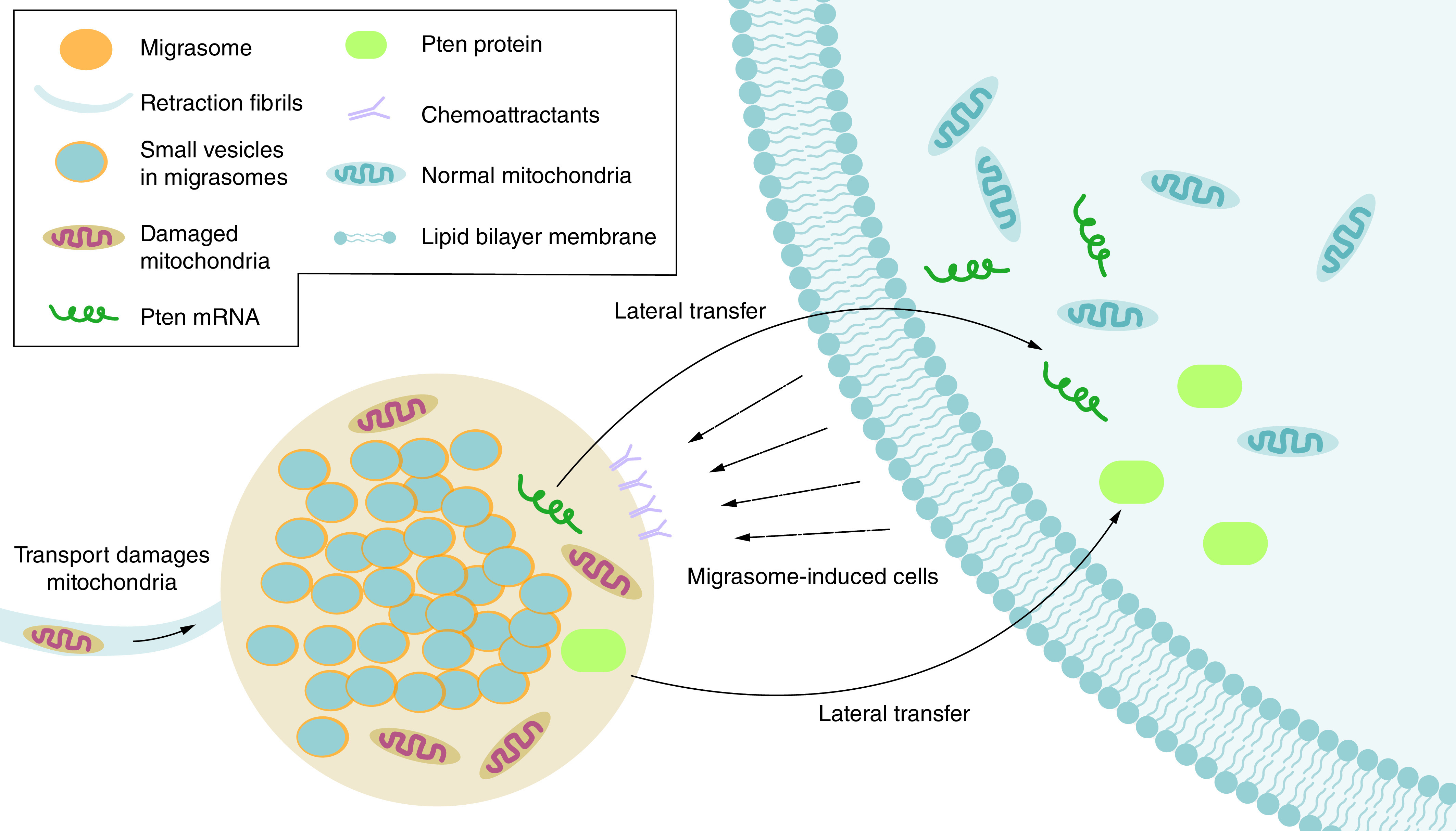 Migrasomes and tetraspanins in hepatocellular carcinoma: current status and future prospects.