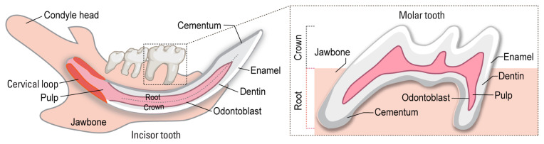 Dental Pulp Stem Cells and Current in vivo Approaches to Study Dental Pulp Stem Cells in Pulp Injury and Regeneration.