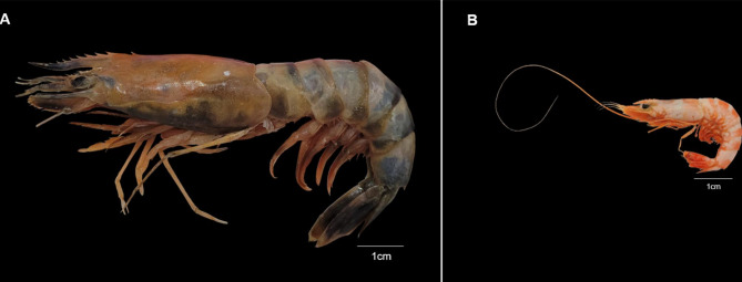 First record of rainbow shrimp, exotic species Mierspenaeopsis sculptilis (Heller, 1862), in the Brazilian coastal amazon, validated by DNA barcode.