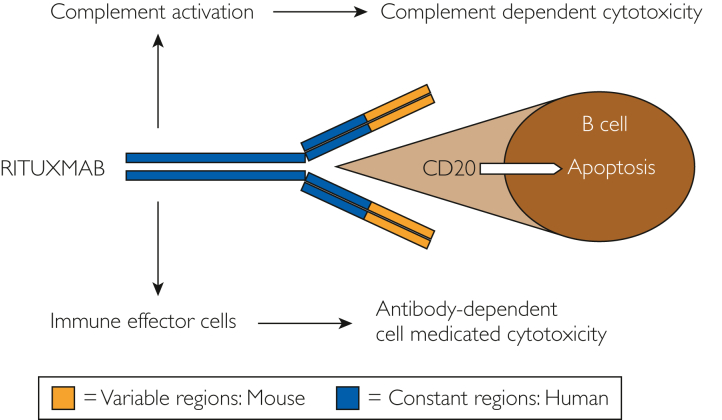 Contemporary Monoclonal Antibody Utilization in Glomerular Diseases