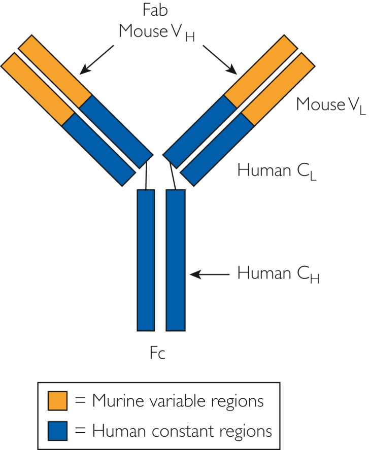 Contemporary Monoclonal Antibody Utilization in Glomerular Diseases